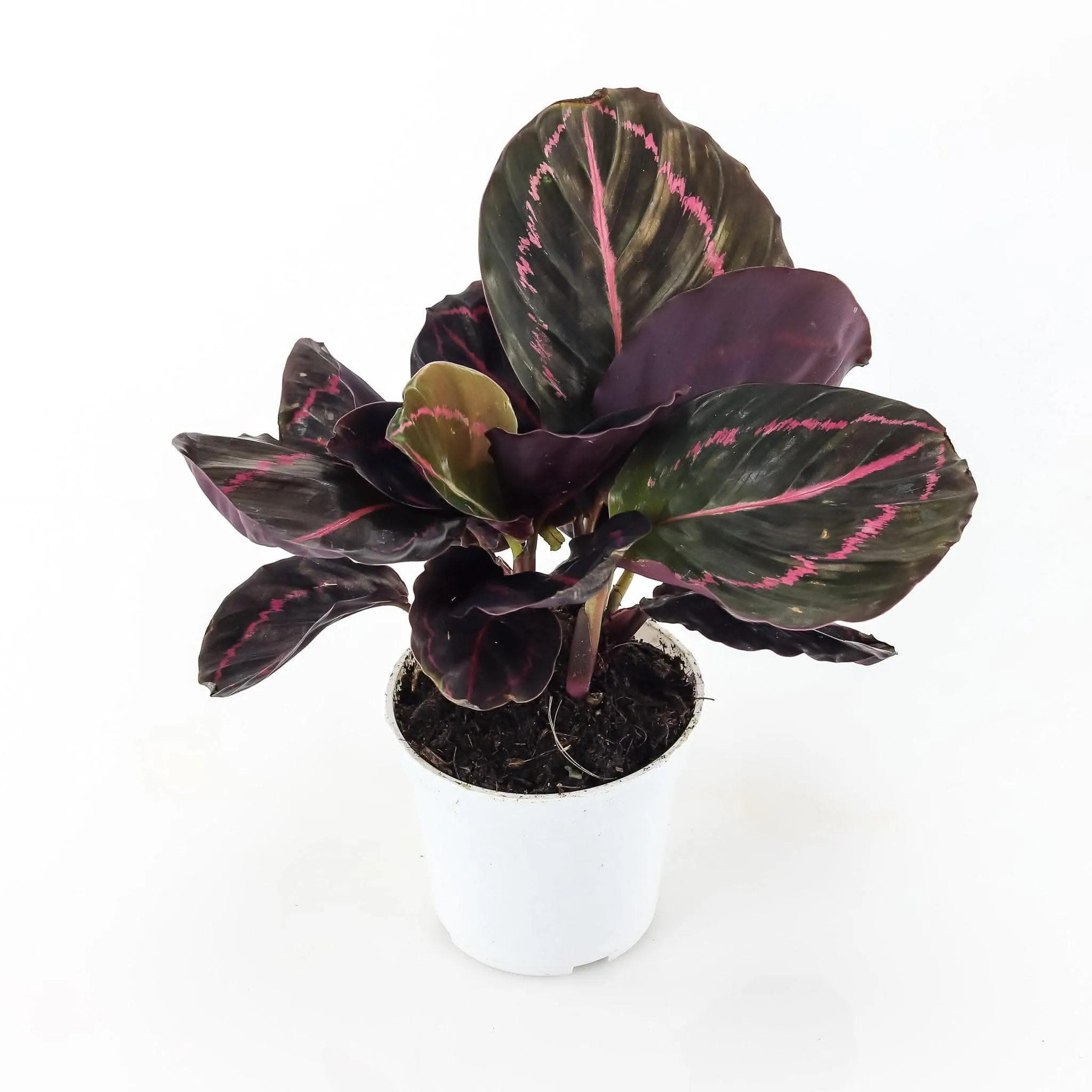 Calathea Dottie