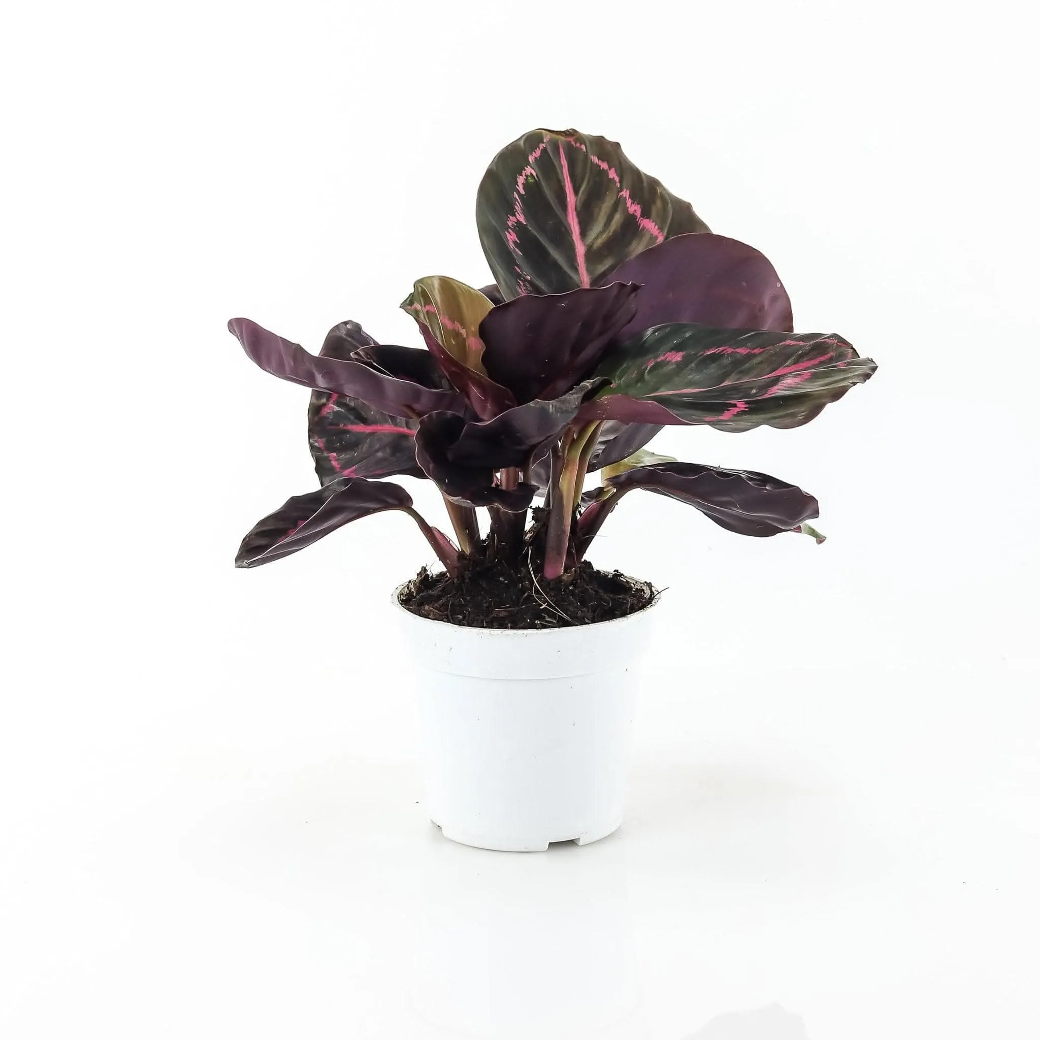 Calathea Dottie