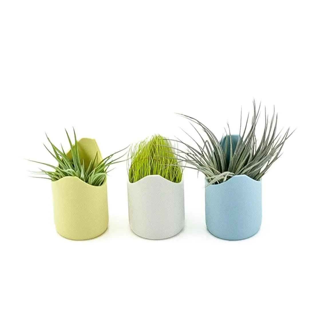 Pastel Air Plant Trio