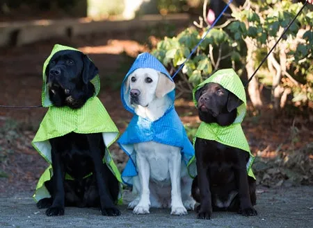 RC Pet Packable Rain Poncho Paper Planes