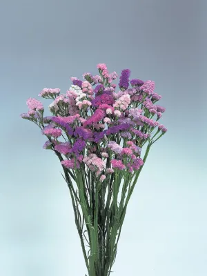 Statice Pastel Shades Flower seeds